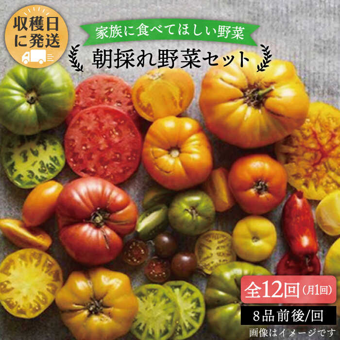 【全12回定期便】【福岡県糸島産】朝採れ 野菜 セット (8品前後) 《糸島》【オーガニックナガミツファーム】[AGE012] 137000円 13万7千円