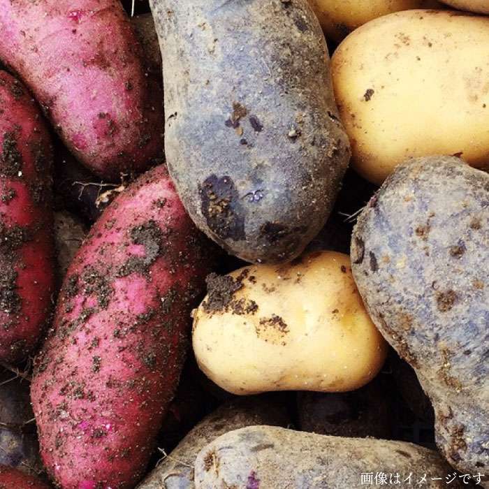 【ふるさと納税】【 全12回定期便 】【 福岡県 糸島産 】朝採れ 温野菜＆生食野菜セット《糸島》【オーガニックナガミツファーム】[AGE021] 172000円 17万2千円 - 画像3