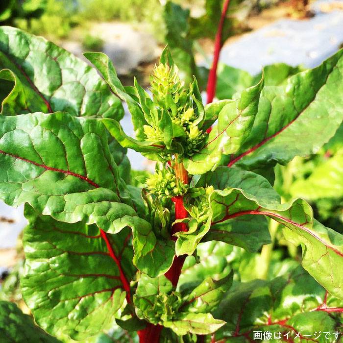 【ふるさと納税】 【贈答用】無農薬野菜セット＋果物（8品前後）《糸島》【オーガニックナガミツファーム】 [AGE022] 14000円 1万4千円 - 画像3