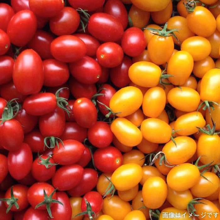 【ふるさと納税】【 福岡県 糸島産 】 朝採れ 野菜 セット （ 12品 前後 ） 《糸島》【オーガニックナガミツファーム】 [AGE023] 16000円 1万6千円 - 画像2