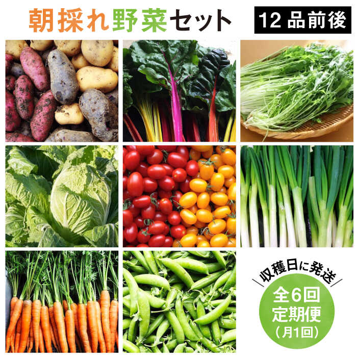 【 全6回 定期便 】【 福岡県 糸島産 】 朝採れ 野菜 セット （ 12品 前後 ） 《糸島》【オーガニックナガミツファーム】 [AGE025] 95000円 9万5千円