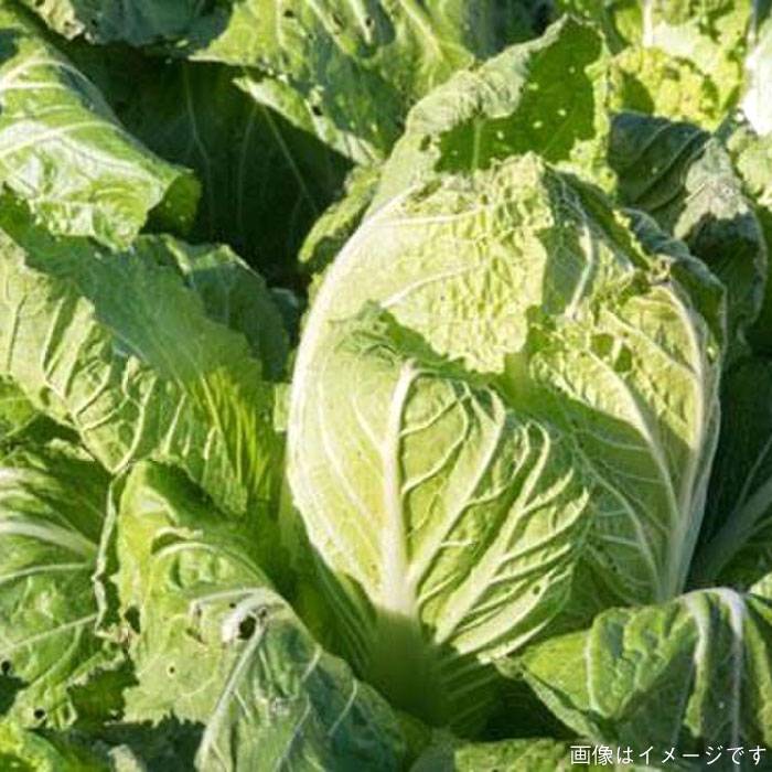 【ふるさと納税】【全12回定期便】【 福岡県 糸島産 】 朝採れ 野菜 セット （ 12品 前後 ）《糸島》 【オーガニック ナガミツファーム】 [AGE026] 189000円 18万9千円 - 画像3