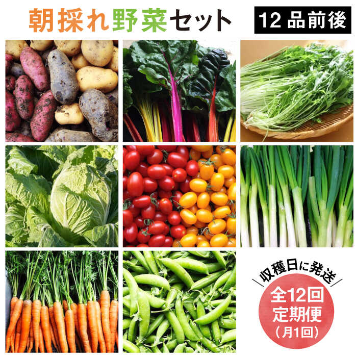 【全12回定期便】【 福岡県 糸島産 】 朝採れ 野菜 セット （ 12品 前後 ）《糸島》 【オーガニック ナガミツファーム】 [AGE026] 189000円 18万9千円