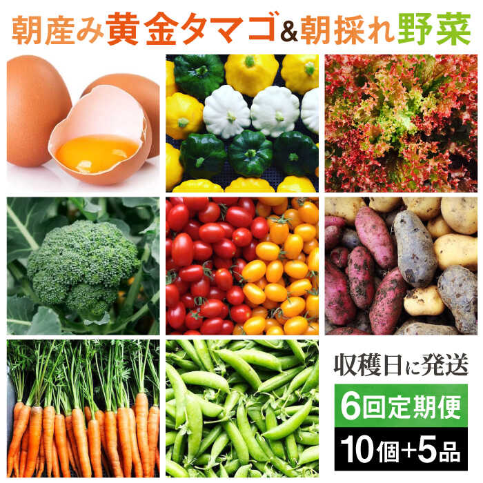 【全6回定期便】糸島の朝産み黄金タマゴ10個 朝どれ新鮮野菜5品 セット【福岡県糸島産】 糸島市 / オーガニックナガミツファーム 玉子 やさい [AGE048] 89000円 8万9千円