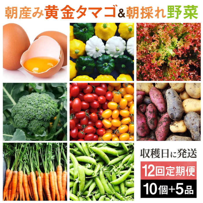【全12回定期便】糸島の朝産み黄金タマゴ10個 朝どれ新鮮野菜5品 セット【福岡県糸島産】 糸島市 / オーガニックナガミツファーム 玉子 やさい [AGE049] 178000円 17万8千円