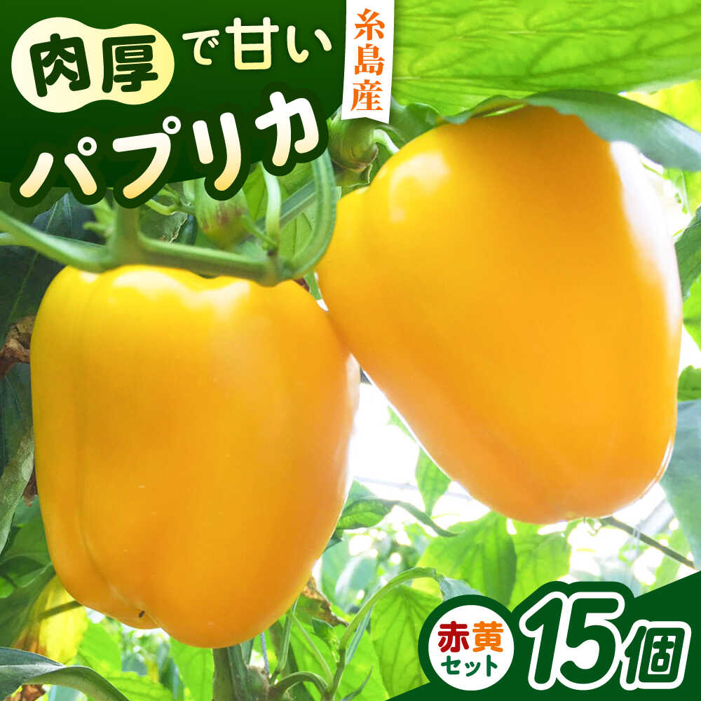 肉厚 パプリカ 15個 福岡県 糸島産 シーブ 糸島市 [AHC032] 野菜 ピーマン 28000円 2万8千円