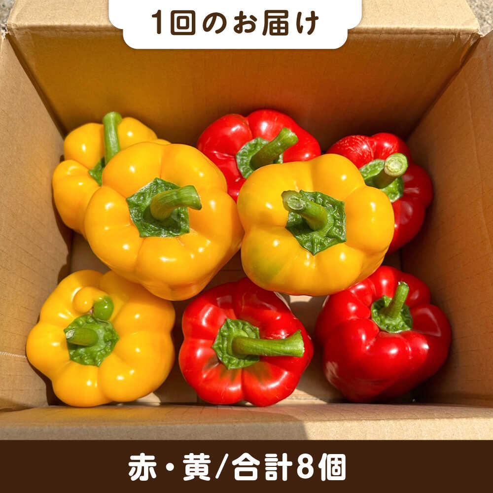 【ふるさと納税】【全3回定期便】肉厚 パプリカ 8個 福岡県 糸島市 / シーブ 野菜 やさい [AHC063] 5万3千円53000円 - 画像2