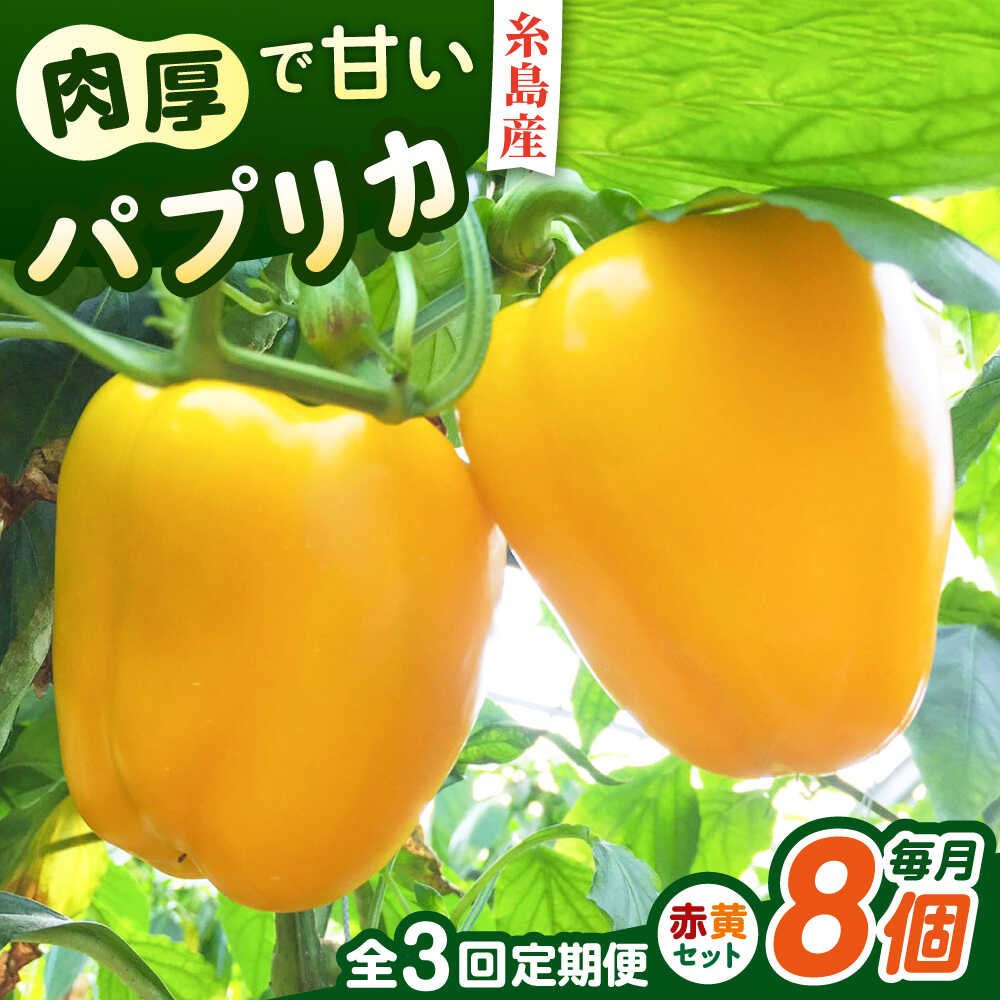 【全3回定期便】肉厚 パプリカ 8個 福岡県 糸島市 / シーブ 野菜 やさい [AHC063] 5万3千円53000円
