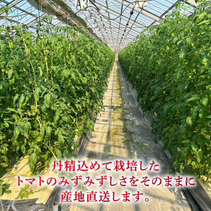【ふるさと納税】【全3回定期便】期間限定 旬野菜 糸島産 絶品トマト かれん (4kg28玉前後) 糸島市 / シーブ 野菜 とまと[AHC066] 常温 61000円 6万1千円 - 画像2