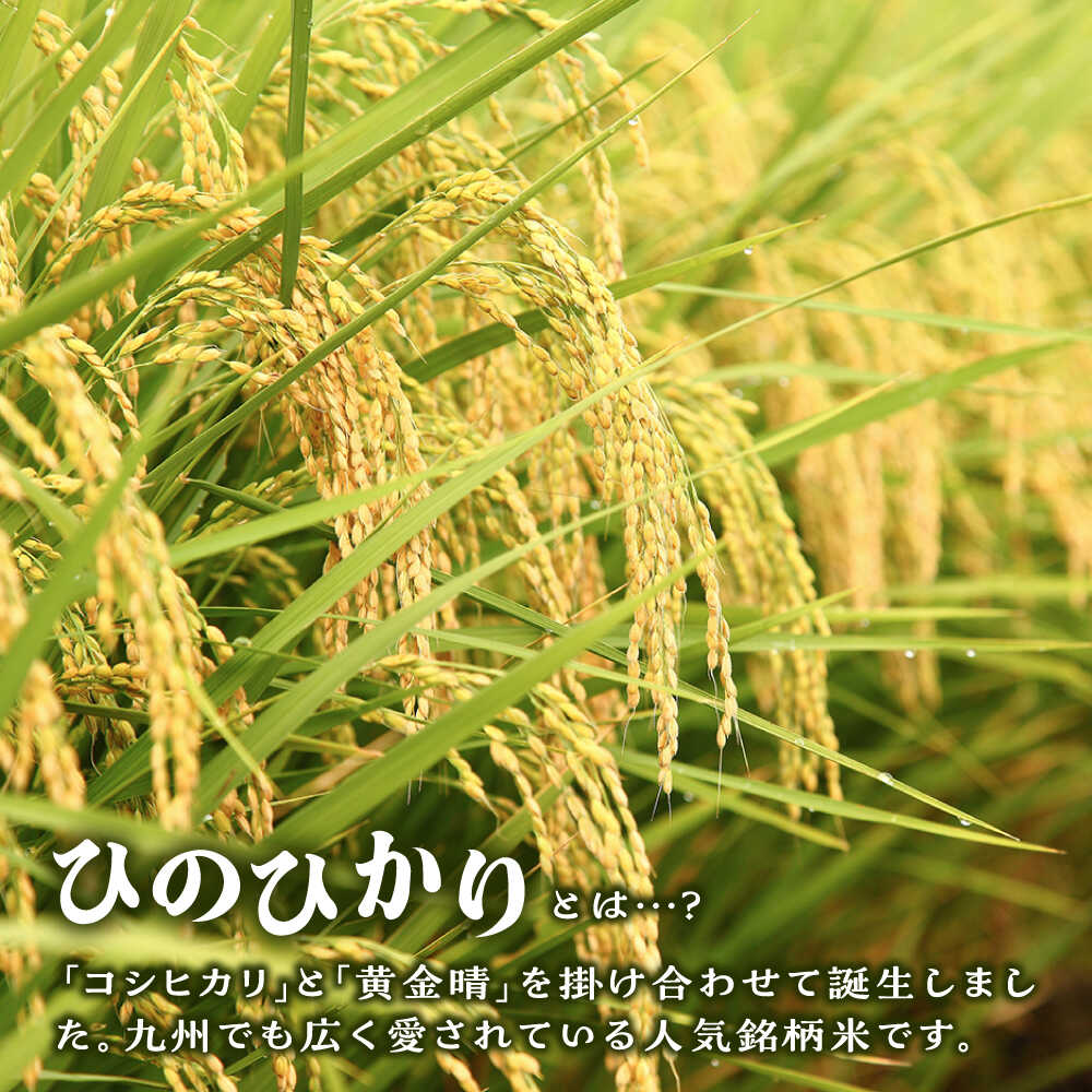 【ふるさと納税】糸島産 ひのひかり 5kg/10kg/20kg 選べるキロ数とお届け回数 糸島市 / 三島商店 [AIM004] 白米 定期便 1万4千円 14000円 - 画像2