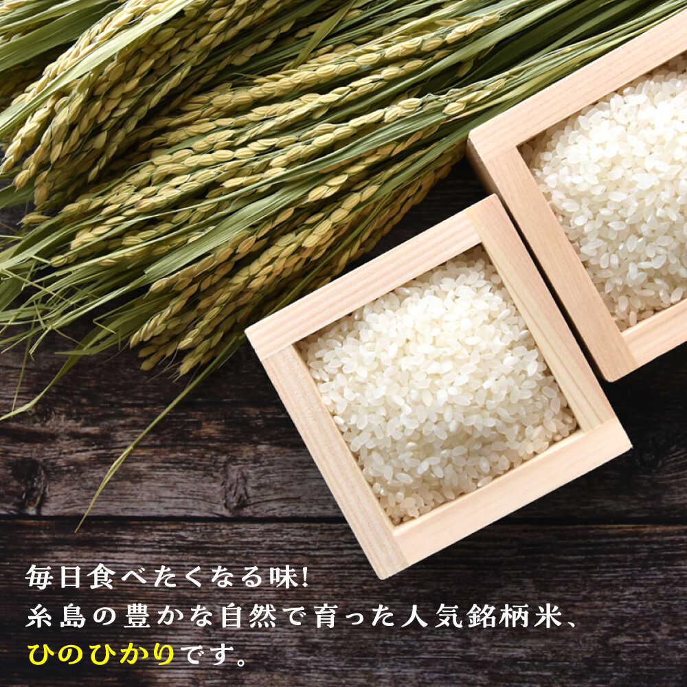 【ふるさと納税】糸島産 ひのひかり 5kg/10kg/20kg 選べるキロ数とお届け回数 糸島市 / 三島商店 [AIM004] 白米 定期便 1万4千円 14000円 - 画像3