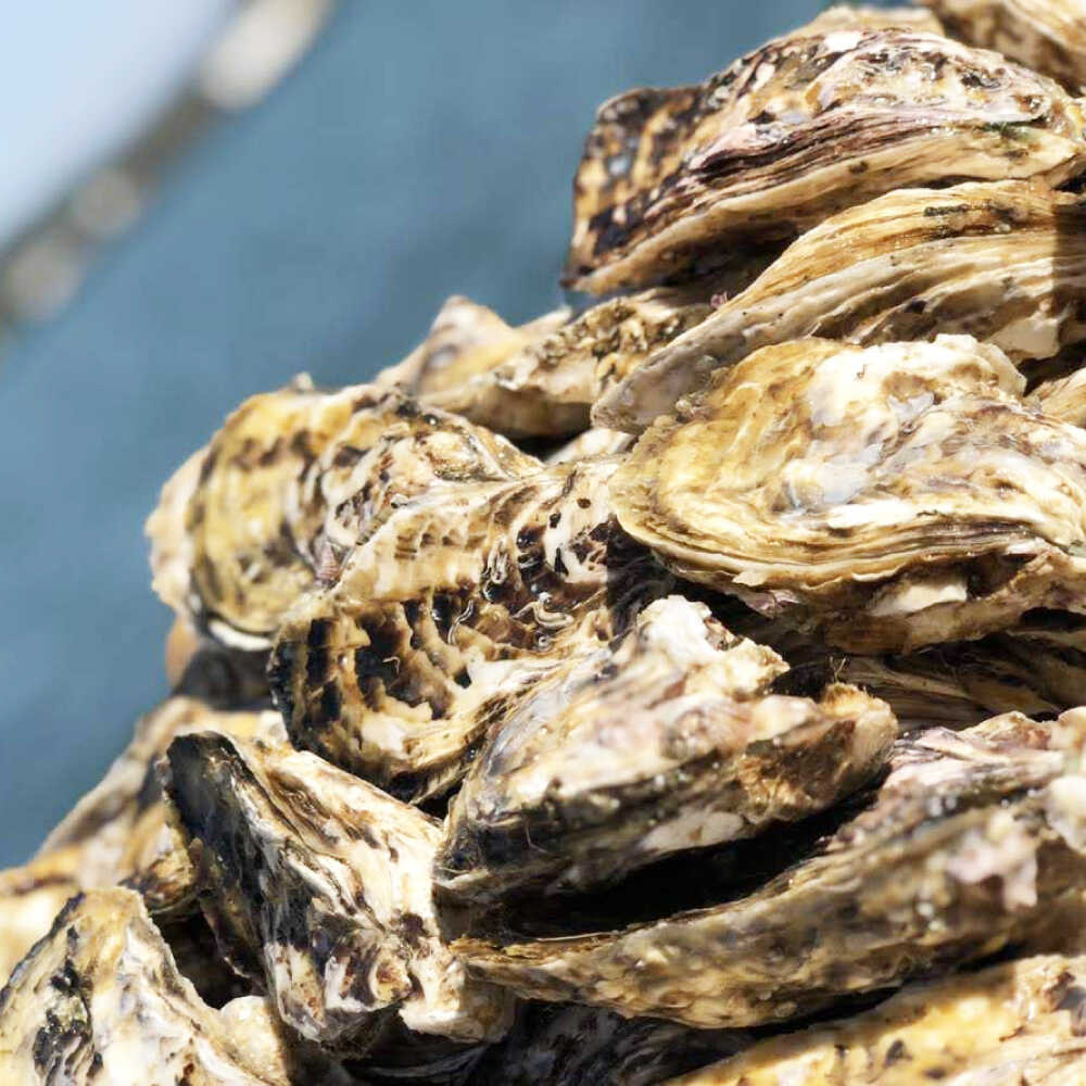 【ふるさと納税】【日時指定可】加熱用 殻付き牡蠣 3kg 真牡蠣 活牡蠣 ひろちゃんカキ / 糸島市 [AJA003-3] サムネイル2