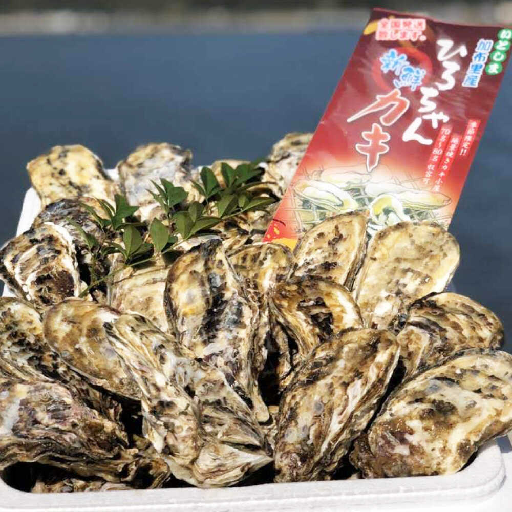 【ふるさと納税】【日時指定可】加熱用 殻付き牡蠣 3kg 真牡蠣 活牡蠣 ひろちゃんカキ / 糸島市 [AJA003-3] サムネイル3