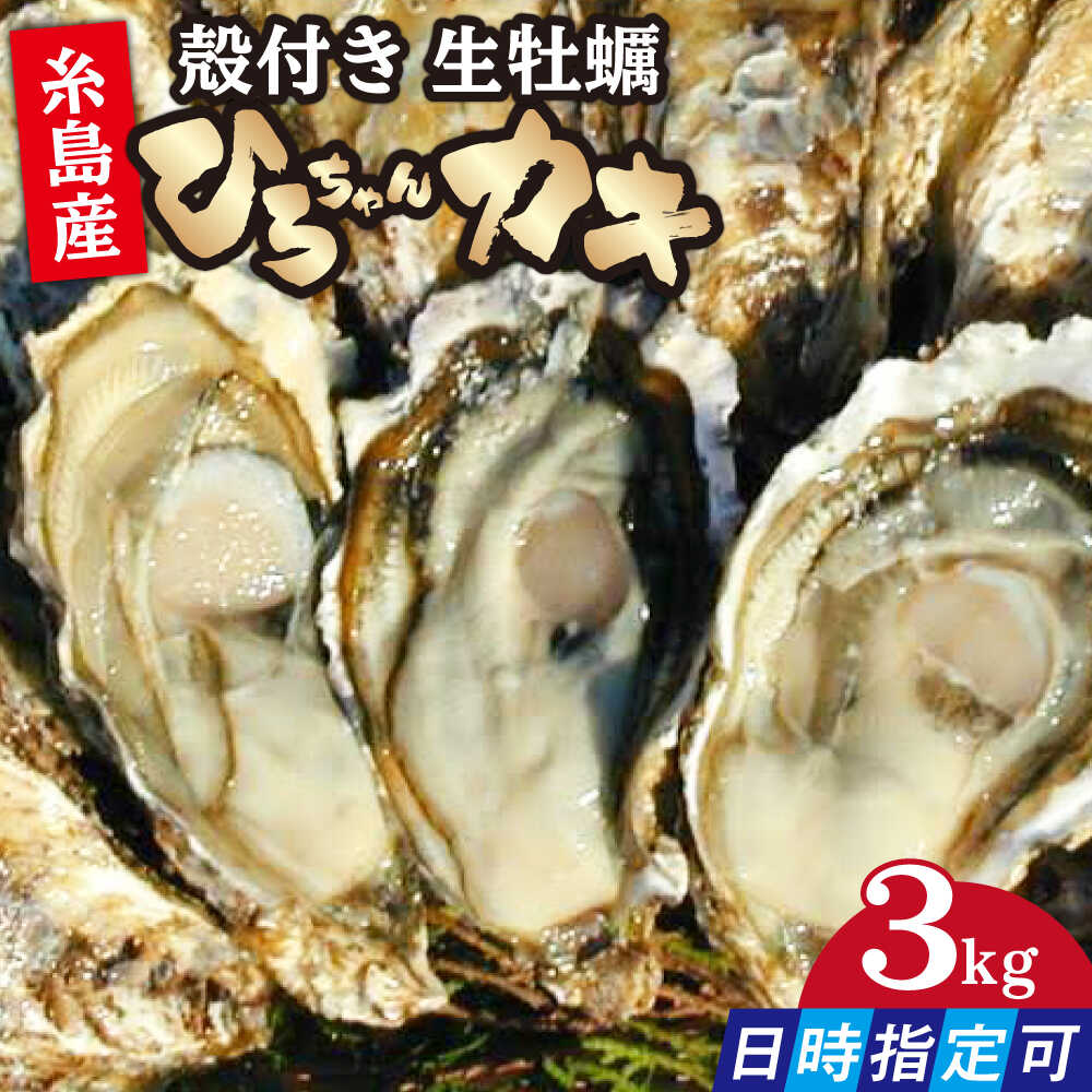 【日時指定可】加熱用 殻付き牡蠣 3kg 真牡蠣 活牡蠣 ひろちゃんカキ / 糸島市 [AJA003-3]