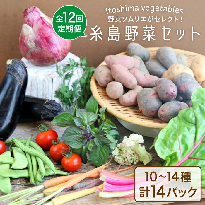 【全12回定期便】旬を味わう『糸島野菜セット』年12回お届けコース 野菜ソムリエ松永 vegeLabo [AJB003] 200000円 20万円