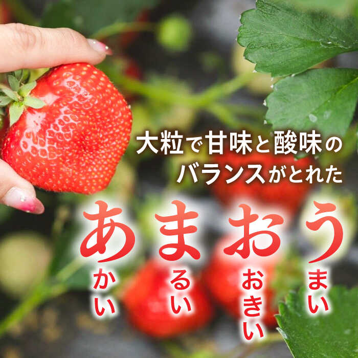【ふるさと納税】【先行受付】＼農園直送！／糸島産 完熟あまおう 280g×2パック (デラックスサイズ) 糸島市 / 小河農園【2026年1月下旬以降順次発送】 [AJN001] 13000円 1万3千円 いちご 苺 新着 サムネイル2