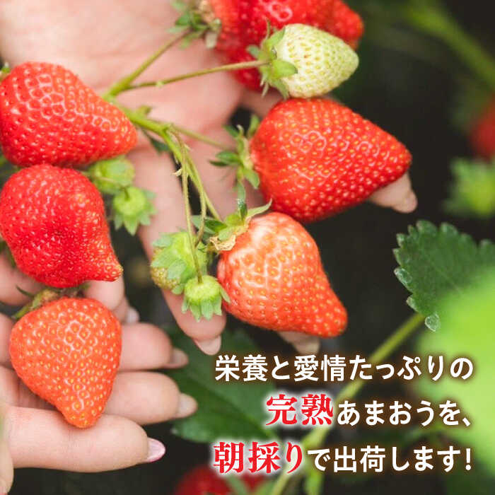 【ふるさと納税】【先行受付】＼農園直送！／糸島産 完熟あまおう 280g×2パック (デラックスサイズ) 糸島市 / 小河農園【2026年1月下旬以降順次発送】 [AJN001] 13000円 1万3千円 いちご 苺 新着 サムネイル3