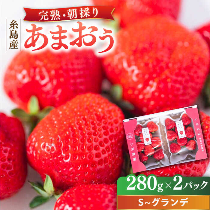 【先行受付】＼農園直送！／糸島産 完熟あまおう 280g×2パック (S〜グランデサイズ) 糸島市 / 小河農園【2026年3月以降順次発送】 [AJN003] いちご フルーツ 果物 10000円 1万円