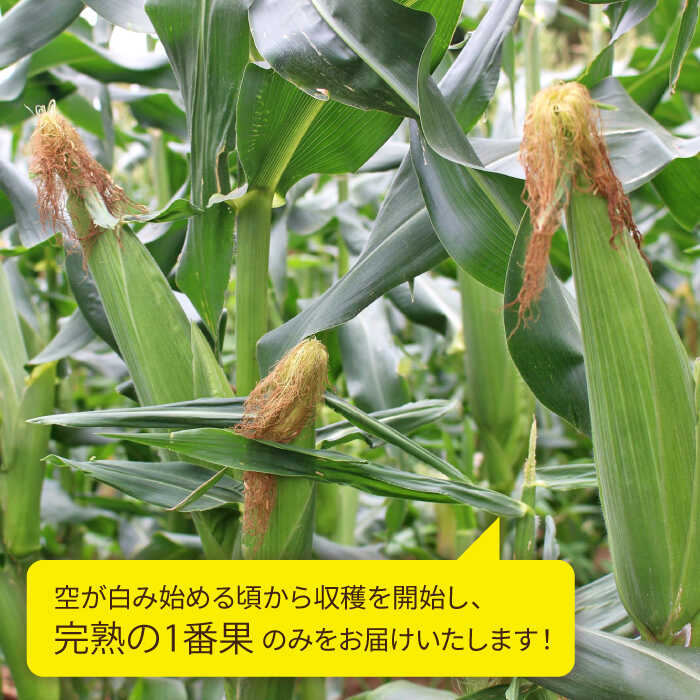 【ふるさと納税】【先行受付】大人気！！果物みたいに『極甘』早朝収穫とうもろこし Lサイズ（300g）×5本【2026年6月中旬以降順次発送】 糸島市 / うらた農園 とうもろこし/トウモロコシ/期間限定 [ALI004] 7000円 7千円 - 画像2