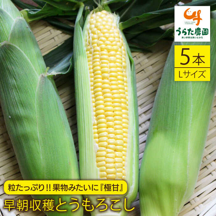 【先行受付】大人気！！果物みたいに『極甘』早朝収穫とうもろこし Lサイズ（300g）×5本【2026年6月中旬以降順次発送】 糸島市 / うらた農園 とうもろこし/トウモロコシ/期間限定 [ALI004] 7000円 7千円