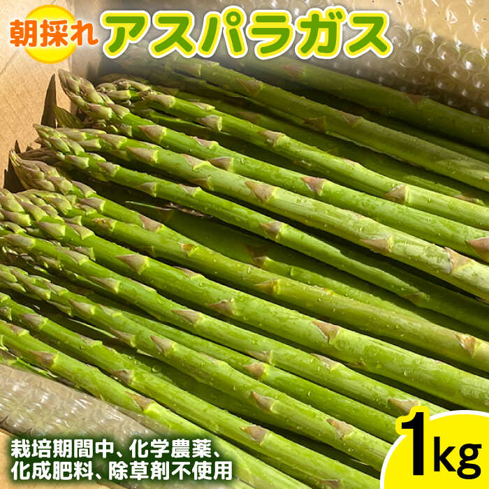 【先行受付】栽培期間中農薬不使用！ 朝採れのアスパラガス 1kg 【2026年3月中旬以降順次発送】糸島市 / 高橋農園 [ANM001] アスパラ 野菜 16000円 1万6千円