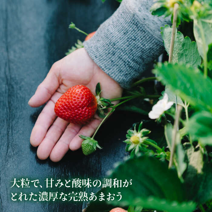 【ふるさと納税】【先行受付】完熟あまおう 270g × 4パック 【2026年1月より順次発送】 糸島市 / slowberry strawberry [APJ001] 20000円 2万円 常温 サムネイル2