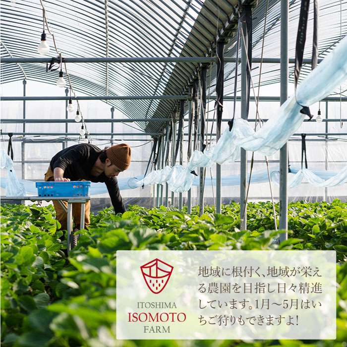 【ふるさと納税】糸島の美味いあまおう 270g × 2パック (A品B品含む3L〜5L)糸島市 / 磯本農園 / TANNAL [ATB003] いちご 苺 イチゴ 11000円 1万1千円 - 画像3
