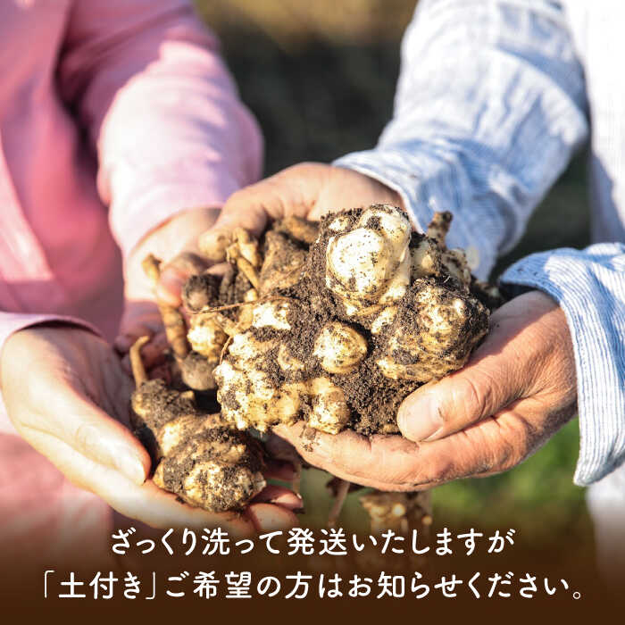 【ふるさと納税】 糸島産 菊芋 5kg 自然栽培 糸島市 / 大石ファーム [ATE008] 常温 20000円 2万円 - 画像3