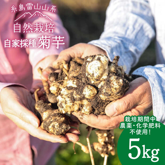 糸島産 菊芋 5kg 自然栽培 糸島市 / 大石ファーム [ATE008] 常温 20000円 2万円