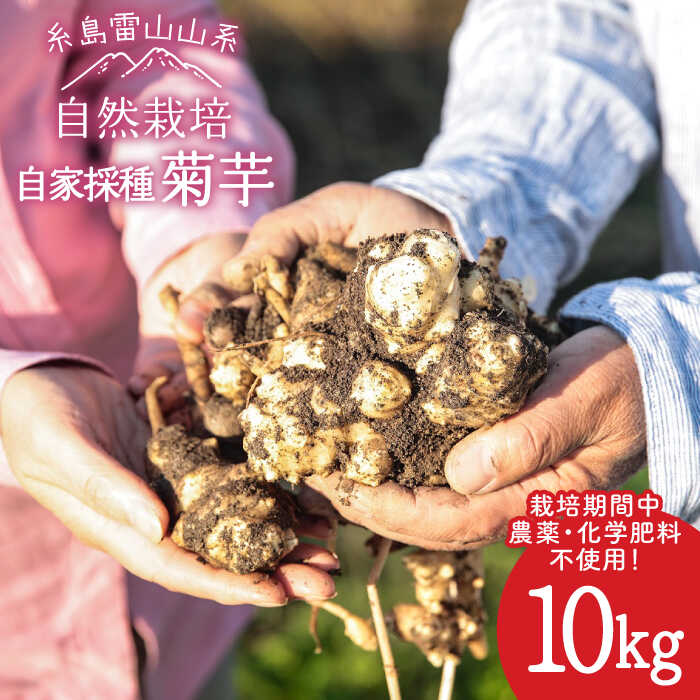 糸島産 菊芋 10kg 自然栽培 糸島市 / 大石ファーム [ATE009] 常温 36000円 3万6千円