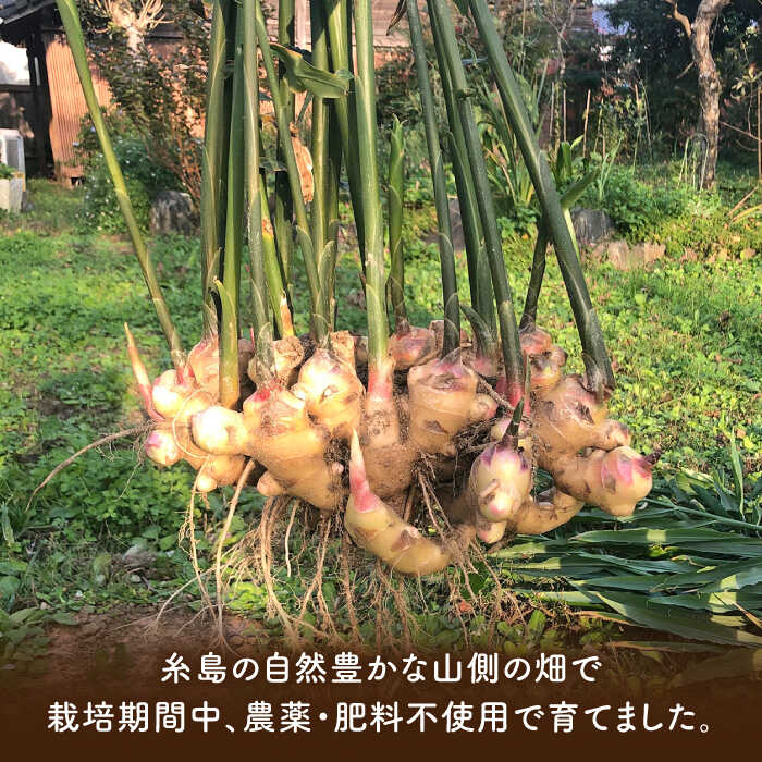 【ふるさと納税】糸島産 生姜 10kg 自然栽培 ≪糸島≫【大石ファーム】 [ATE012] 常温 72000円 7万2千円 - 画像2