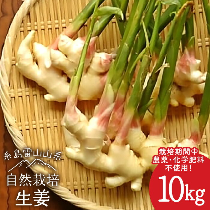 糸島産 生姜 10kg 自然栽培 ≪糸島≫【大石ファーム】 [ATE012] 常温 72000円 7万2千円