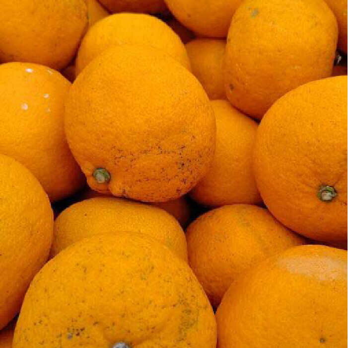 【ふるさと納税】【糸島飲み比べ】糸島純米70 720ml・糸島芋焼酎900ml・いとしま甘夏の酒720ml《糸島》【蔵屋】 [AUA010] 常温 21000円 2万1千円 サムネイル3