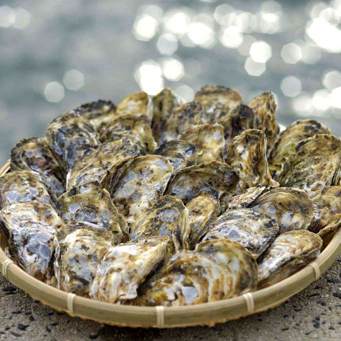 【ふるさと納税】福岡県糸島産 殻付き牡蠣 加熱用 2kg(25粒前後) 糸島市 / 日進丸 牡蛎 カキ [AWA005-7] 12000円 サムネイル2