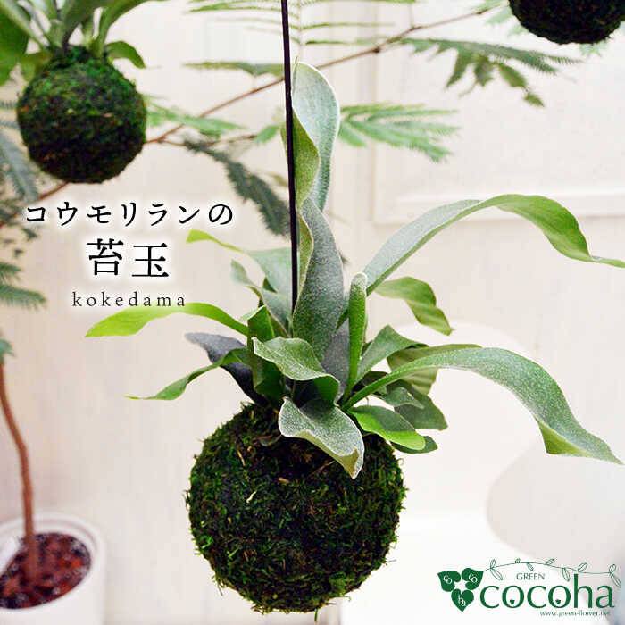 吊るしてオシャレ『コウモリランの苔玉』 糸島 / cocoha [AWB004] 14000円