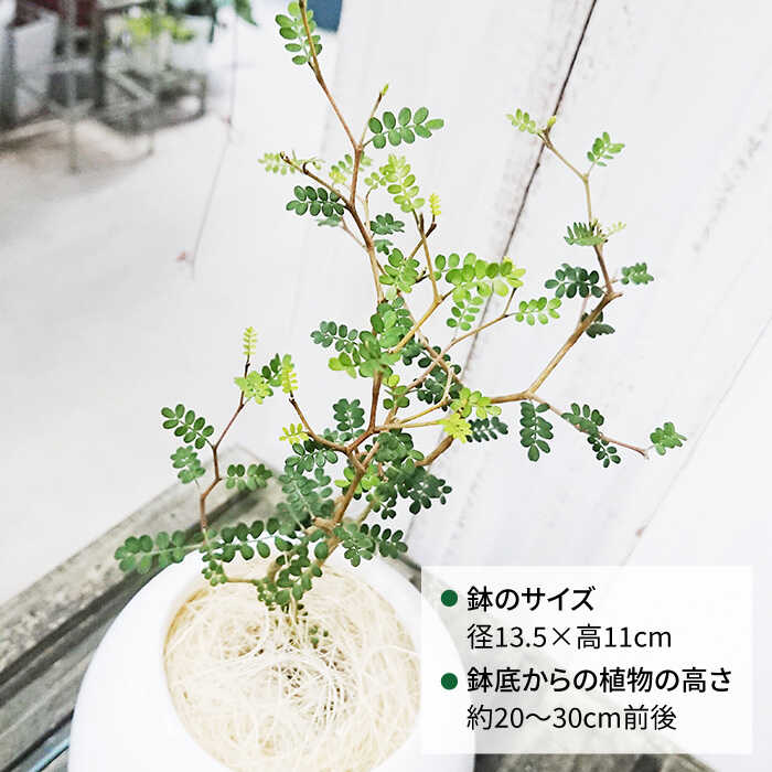 【ふるさと納税】ミニミニ葉っぱとジグザグ幹が可愛い『ソフォラ』 糸島 / cocoha [AWB014] 13000円 1万3千円 - 画像2