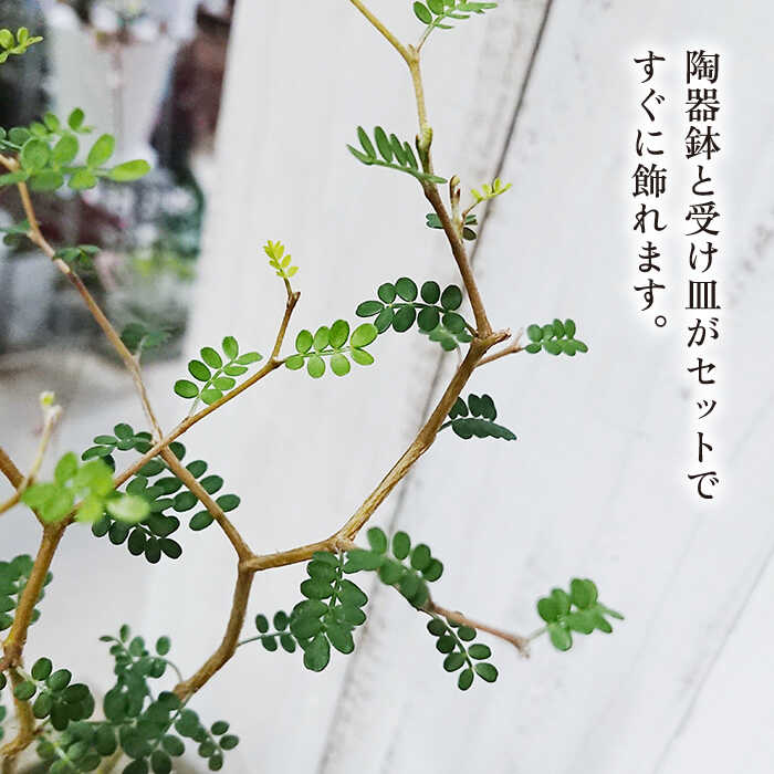 【ふるさと納税】ミニミニ葉っぱとジグザグ幹が可愛い『ソフォラ』 糸島 / cocoha [AWB014] 13000円 1万3千円 - 画像3