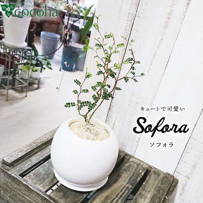 ミニミニ葉っぱとジグザグ幹が可愛い『ソフォラ』 糸島 / cocoha [AWB014] 13000円 1万3千円