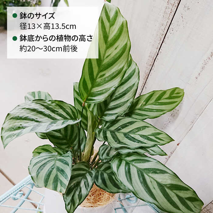 【ふるさと納税】ミントグリーンの葉が上品で美しい『カラテア・フレディ』 糸島 / cocoha [AWB017] 16000円 1万6千円 - 画像2