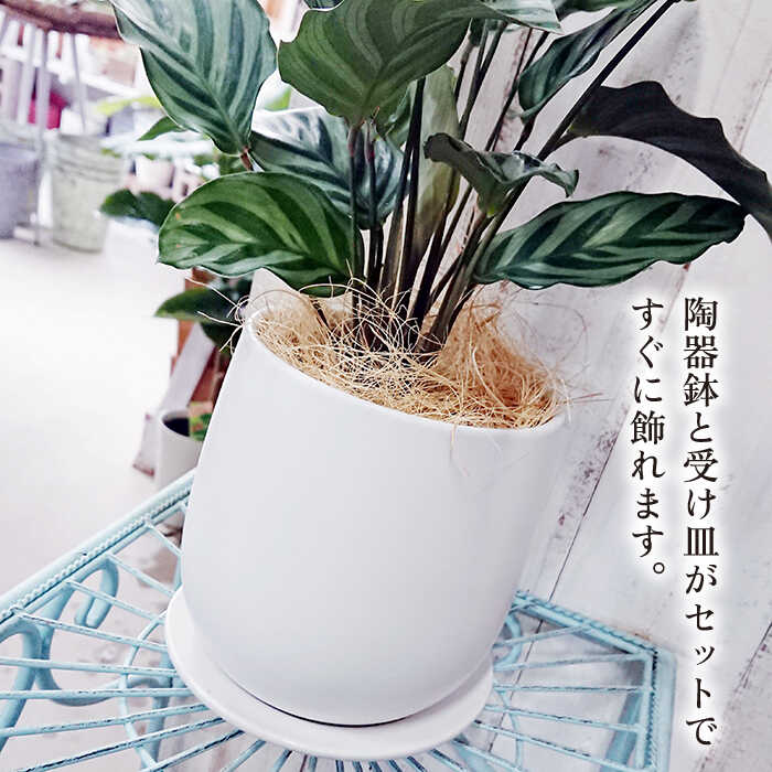 【ふるさと納税】ミントグリーンの葉が上品で美しい『カラテア・フレディ』 糸島 / cocoha [AWB017] 16000円 1万6千円 - 画像3