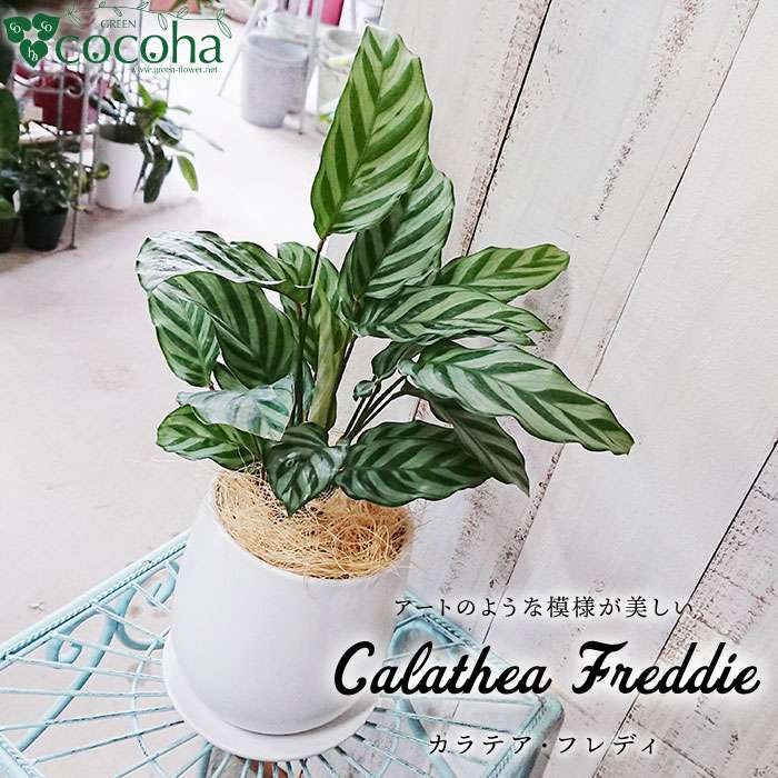 ミントグリーンの葉が上品で美しい『カラテア・フレディ』 糸島 / cocoha [AWB017] 16000円 1万6千円