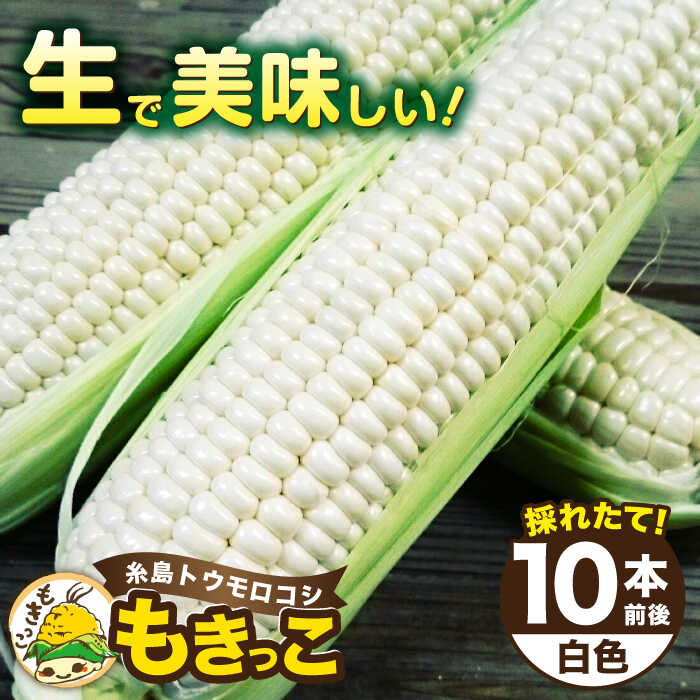 【先行予約】糸島トウモロコシ『もきっこ』 白（10本前後）【2026年6月下旬以降順次発送】《糸島市》【内田農業】 [AZH002] とうもろこし 野菜 やさい コーン スイートコーン 12000円 1万2千円