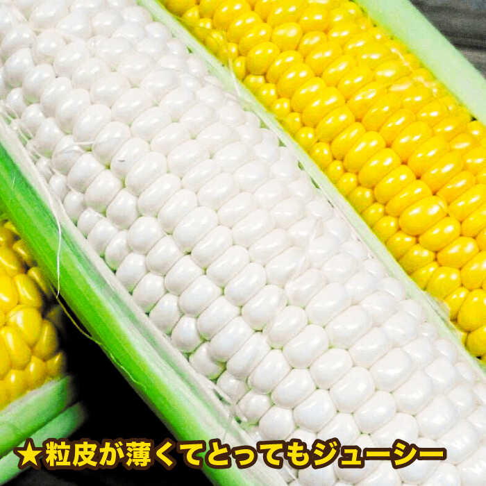 【ふるさと納税】【先行予約】糸島トウモロコシ『もきっこ』 白黄ミックス （10本前後）【2026年6月下旬以降順次発送】《糸島市》【内田農業】[AZH003] とうもろこし 野菜 やさい コーン スイートコーン 12000円 1万2千円 サムネイル3