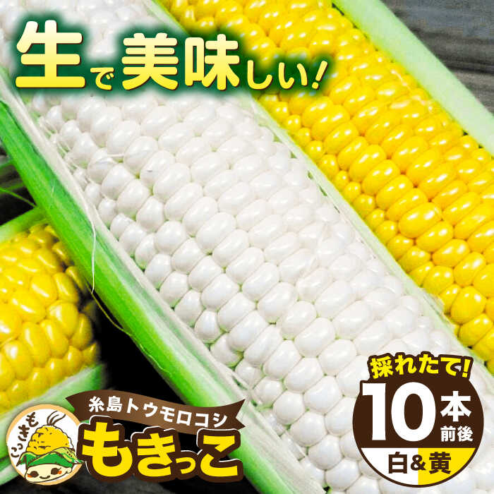 【先行予約】糸島トウモロコシ『もきっこ』 白黄ミックス （10本前後）【2026年6月下旬以降順次発送】《糸島市》【内田農業】[AZH003] とうもろこし 野菜 やさい コーン スイートコーン 12000円