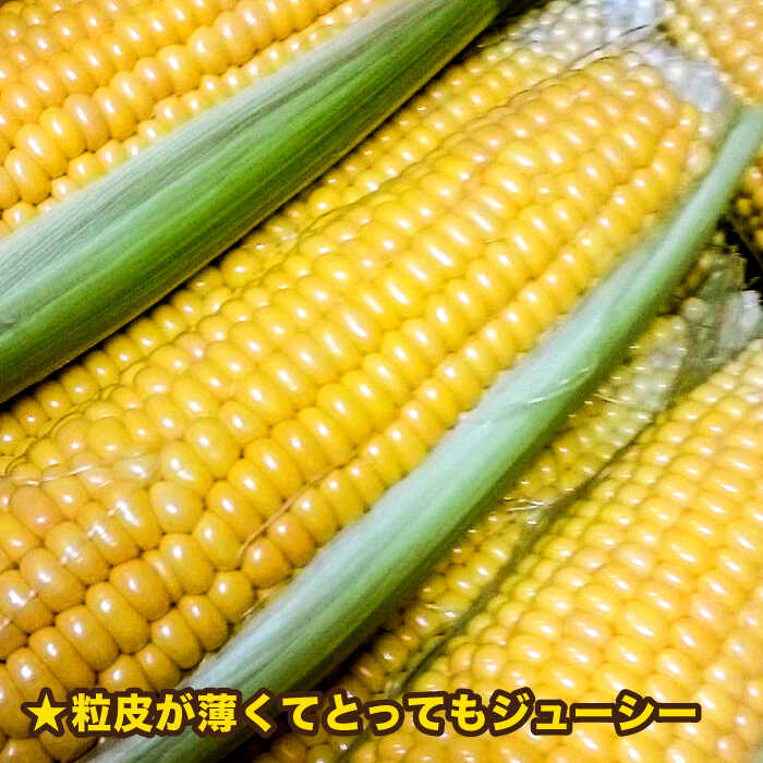 【ふるさと納税】【先行予約】糸島産 トウモロコシ 「もきっこ」 黄 (5本前後) 【2026年6月下旬以降順次発送】糸島市 / 内田農業 [AZH004] とうもろこし コーン 8000円 8千円 - 画像3