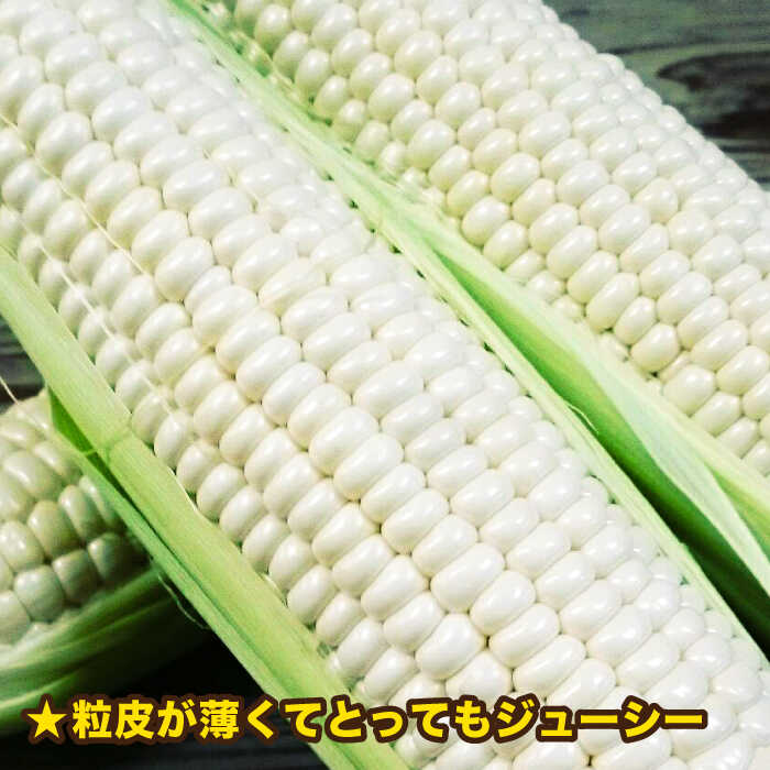 【ふるさと納税】【先行予約】糸島産 トウモロコシ 「もきっこ」 白 (5本前後) 【2026年6月下旬以降順次発送】糸島市 / 内田農業 [AZH005] とうもろこし コーン 8000円 8千円 - 画像3