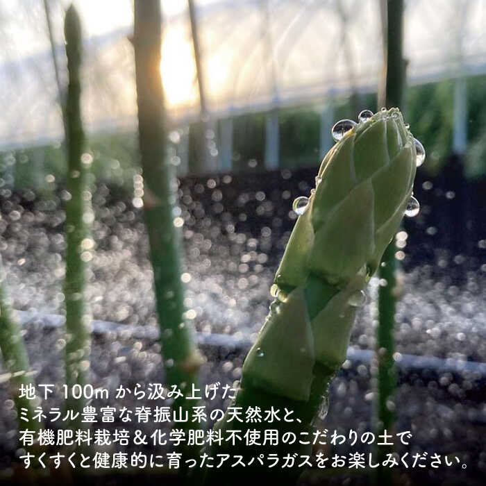 【ふるさと納税】3月上旬より発送！テレビで紹介！ サイズが豊富で食卓楽しい！アスパラガス 1kg＜坂井農園＞那珂川市 | 野菜 レシピ付き アスパラ アスパラガス 新鮮 おいしい 野菜 期間限定 旬野菜 アスパラガス [GBP001]10000 10000円 1万円 以上 - 画像3