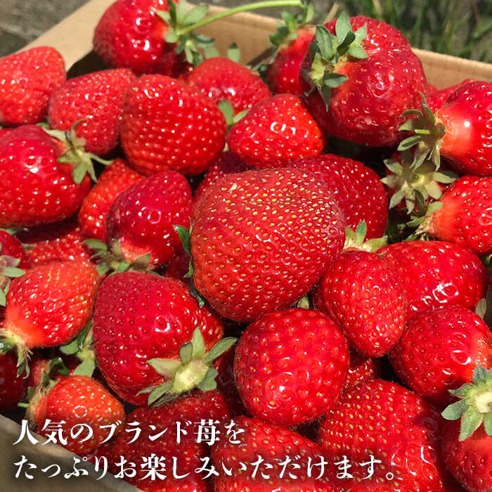 【ふるさと納税】【2026年2月以降発送】先行予約！ブランド いちご あまおう 約1,080g（約270g×4パック）＜一般社団法人地域商社ふるさぽ＞ 那珂川市 | いちご フルーツ くだもの 果物 あまおう 九州産 苺 国産 [GBX001] 10000 10000円 1万円 以上 サムネイル2