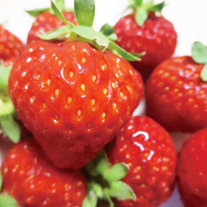 【ふるさと納税】【2026年2月以降発送】先行予約！ブランド いちご あまおう 約1,080g（約270g×4パック）＜一般社団法人地域商社ふるさぽ＞ 那珂川市 | いちご フルーツ くだもの 果物 あまおう 九州産 苺 国産 [GBX001] 10000 10000円 1万円 以上 サムネイル3