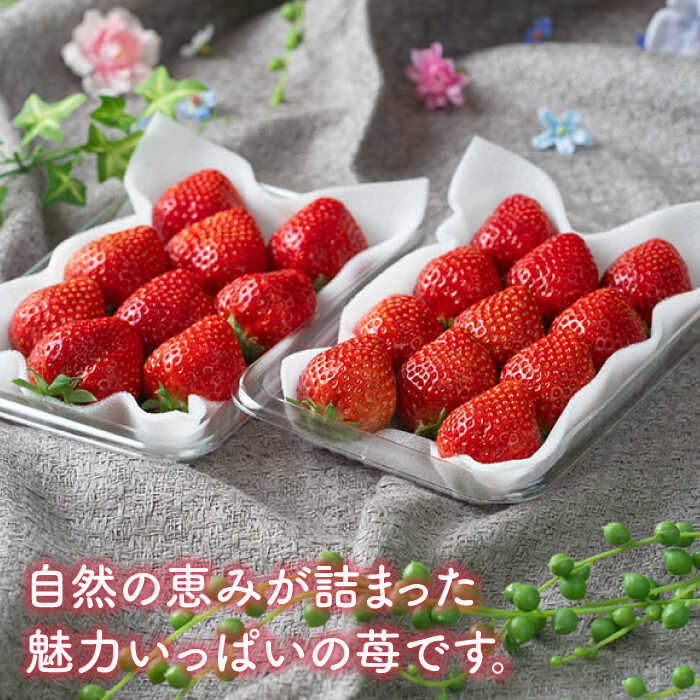 【ふるさと納税】【12月上旬より発送】先行予約！福岡産 いちご【冬】あまおう 2パック＜南国フルーツ株式会社＞ 那珂川市 | いちご フルーツ くだもの 果物 あまおう 九州産 苺 国産 [GCD011] 10000 10000円 1万円 以上 サムネイル3